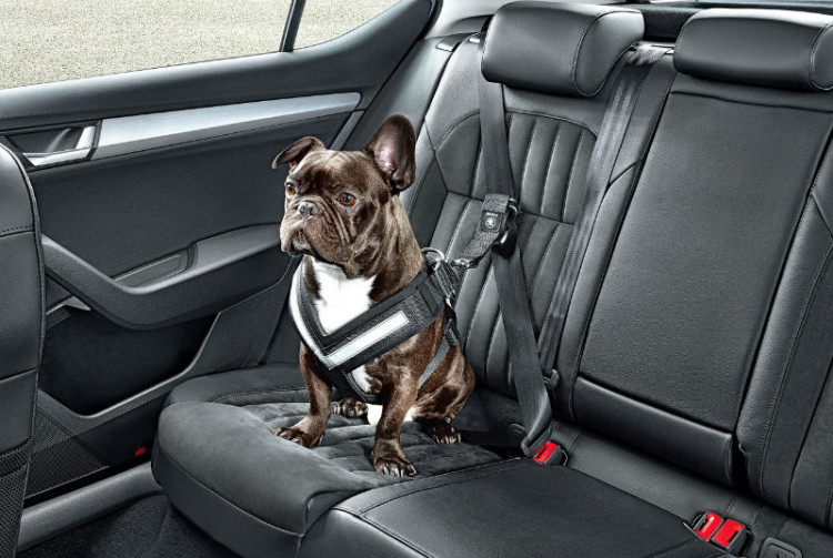 Dog seat belt